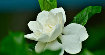 Propiedades del aroma a Gardenia
